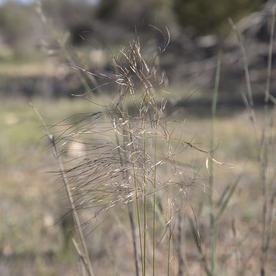 Austrostipa platychaeta, photographed by Kym Nicolson