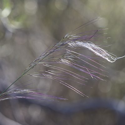 Austrostipa platychaeta, photographed by Kym Nicolson
