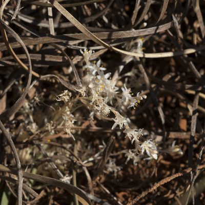 Lomandra effusa, photographed by Kym Nicolson