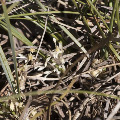 Lomandra effusa, photographed by Kym Nicolson