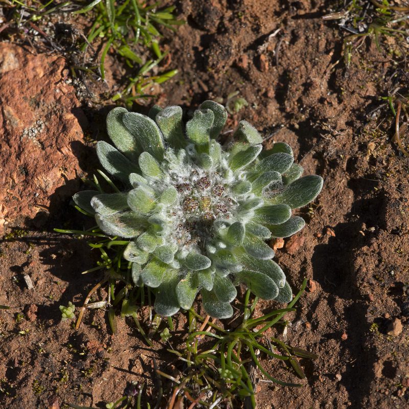 Chthonocephalus pseudevax, photographed by Kym Nicolson