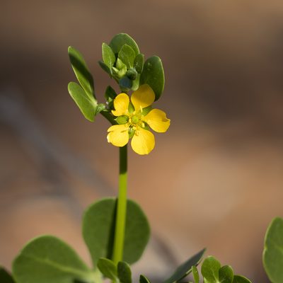 Roepera apiculata, photographed by Kym Nicolson