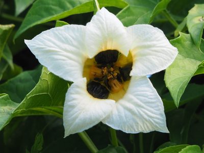 Momordica cochinchinensis, photographed by 葉子