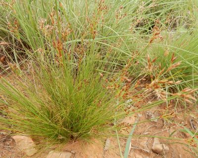 Bulbostylis burchellii, photographed by Henry de Lange