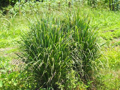 Cymbopogon nardus