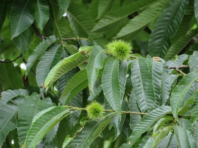 Castanea crenata, photographed by Marco Mussita