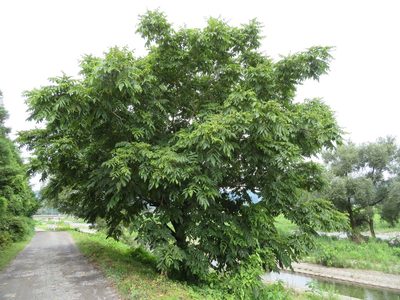 Juglans mandshurica, photographed by Marco Mussita