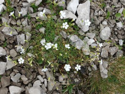 Heliosperma pusillum, photographed by Wolfgang Jauch
