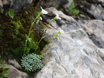 Saxifraga caesia, photographed by Wolfgang Jauch