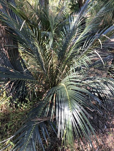 Macrozamia miquelii, photographed by elawrey
