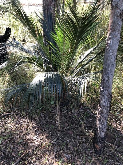 Macrozamia miquelii, photographed by elawrey