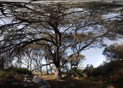 Allocasuarina verticillata, photographed by Yoav Daniel Bar-Ness