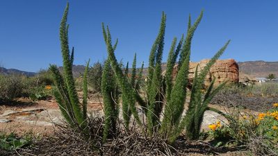 Asparagus juniperoides, photographed by Paul Emms