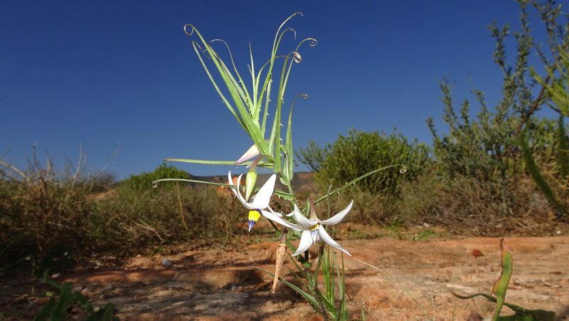 Walleria gracilis, photographed by Paul Emms