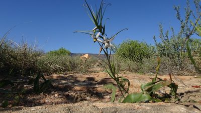 Walleria gracilis, photographed by Paul Emms
