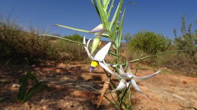 Walleria gracilis, photographed by Paul Emms