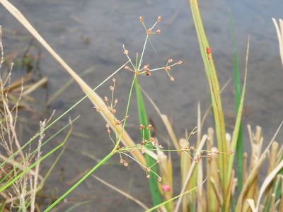 Fimbristylis littoralis, photographed by chiuluan
