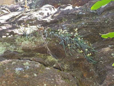 Dendrobium striolatum, photographed by Andrew Orme