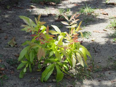 Chukrasia tabularis, photographed by 葉子