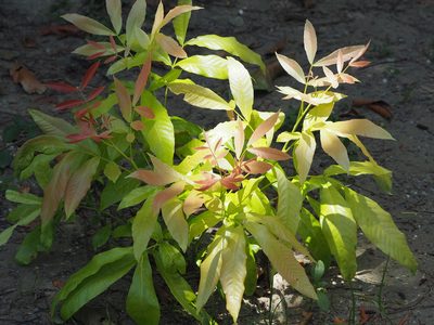 Chukrasia tabularis, photographed by 葉子
