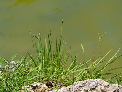 Paspalum orbiculare, photographed by 葉子