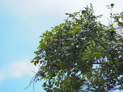 Distylium gracile, photographed by 葉子
