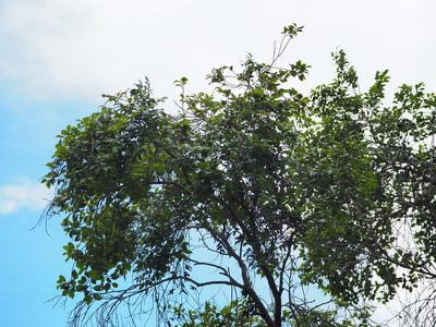 Distylium gracile, photographed by 葉子