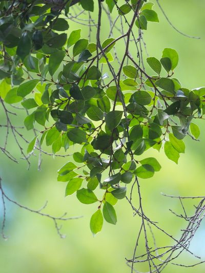 Distylium gracile, photographed by 葉子