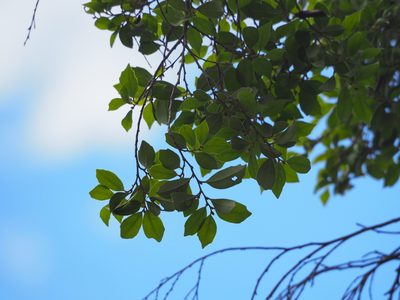 Distylium gracile, photographed by 葉子
