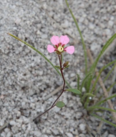 Levenhookia stipitata, photographed by Margaret Langley