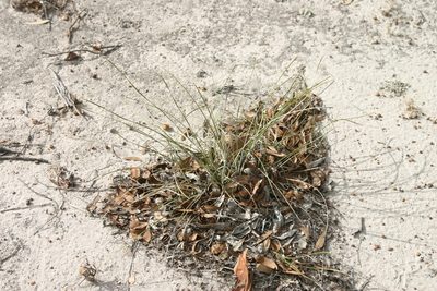 Lomandra effusa, photographed by Margaret Langley