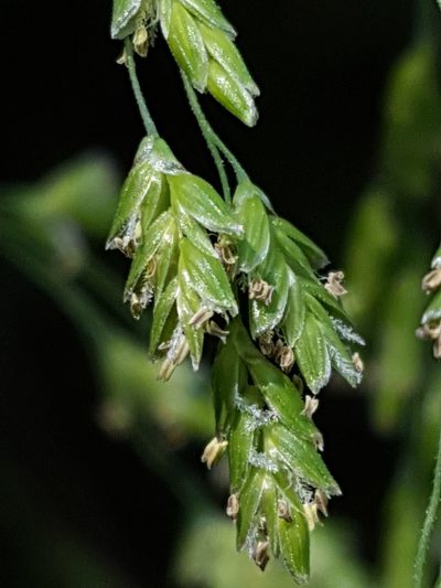 Glyceria elata, photographed by Alex Abair