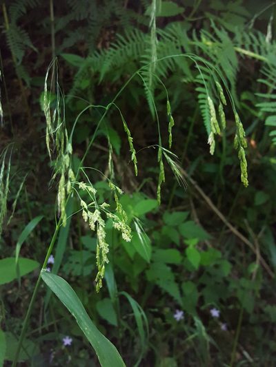 Glyceria elata, photographed by Alex Abair