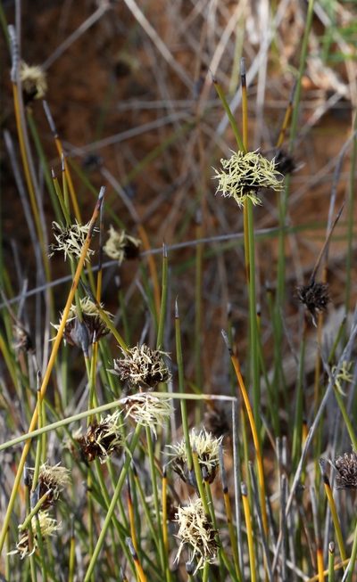 Mesomelaena stygia, photographed by Margaret Langley