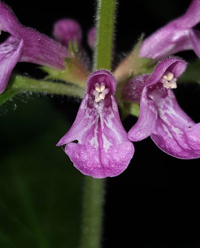 Stachys mexicana, photographed by Alex Abair