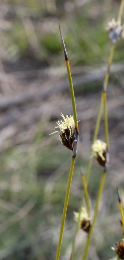 Mesomelaena stygia, photographed by Margaret Langley