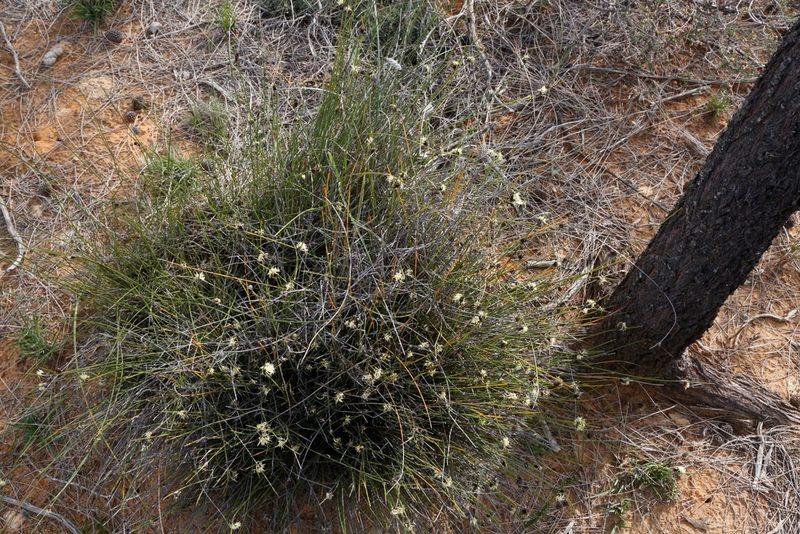 Mesomelaena stygia, photographed by Margaret Langley