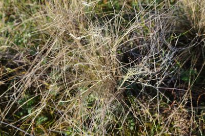 Austrostipa stuposa, photographed by Paula Greer