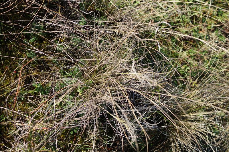 Austrostipa stuposa, photographed by Paula Greer