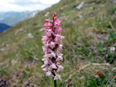 Gymnadenia odoratissima, photographed by Wolfgang Jauch