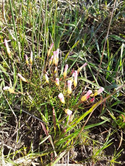 Oxalis goniorhiza, photographed by Brian du Preez