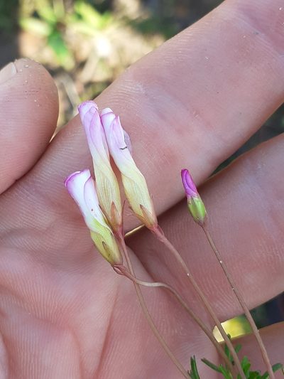 Oxalis goniorhiza, photographed by Brian du Preez