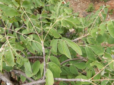 Lannea discolor, photographed by Henry de Lange