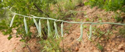Dipcadi marlothii, photographed by Henry de Lange