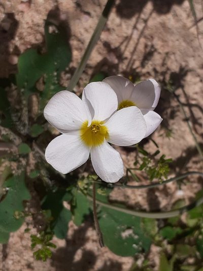 Oxalis pallens, photographed by Brian du Preez