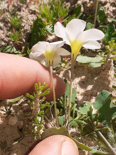 Oxalis pallens, photographed by Brian du Preez