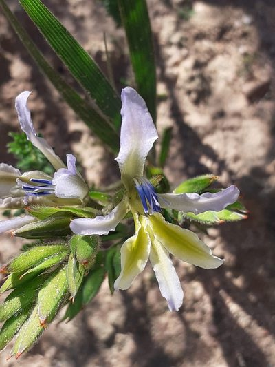 Babiana ecklonii, photographed by Brian du Preez