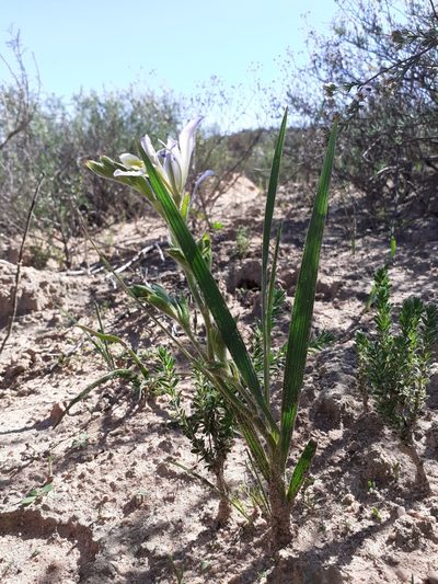 Babiana ecklonii, photographed by Brian du Preez