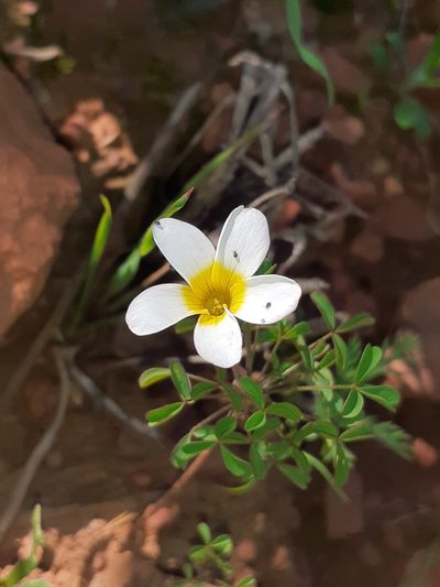 Oxalis tenella, photographed by Brian du Preez
