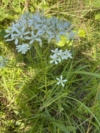 Sabatia quadrangula, photographed by Carol Ann McCormick